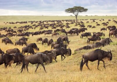 book a 3 days masai mara safari on group joining or private basis